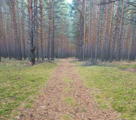 Прирезка лесных участков Кадастровые работы в Жуковском